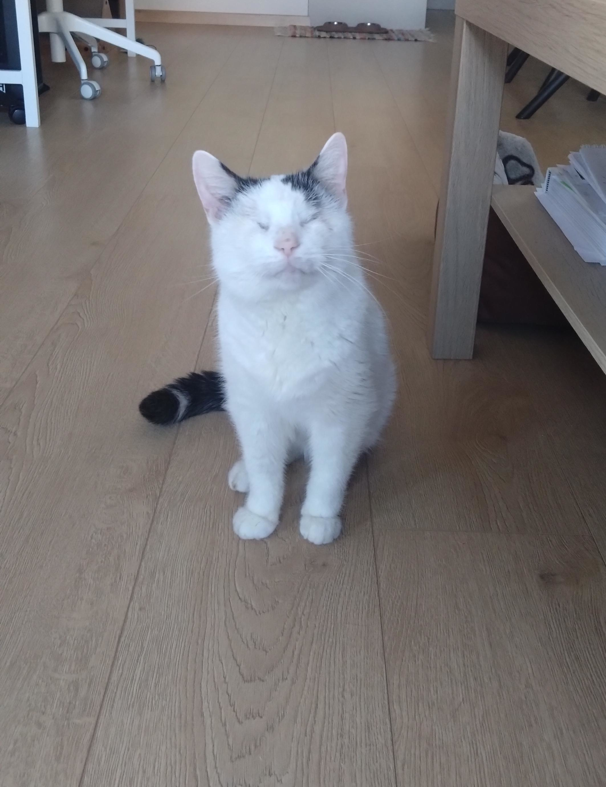 beautiful kitty