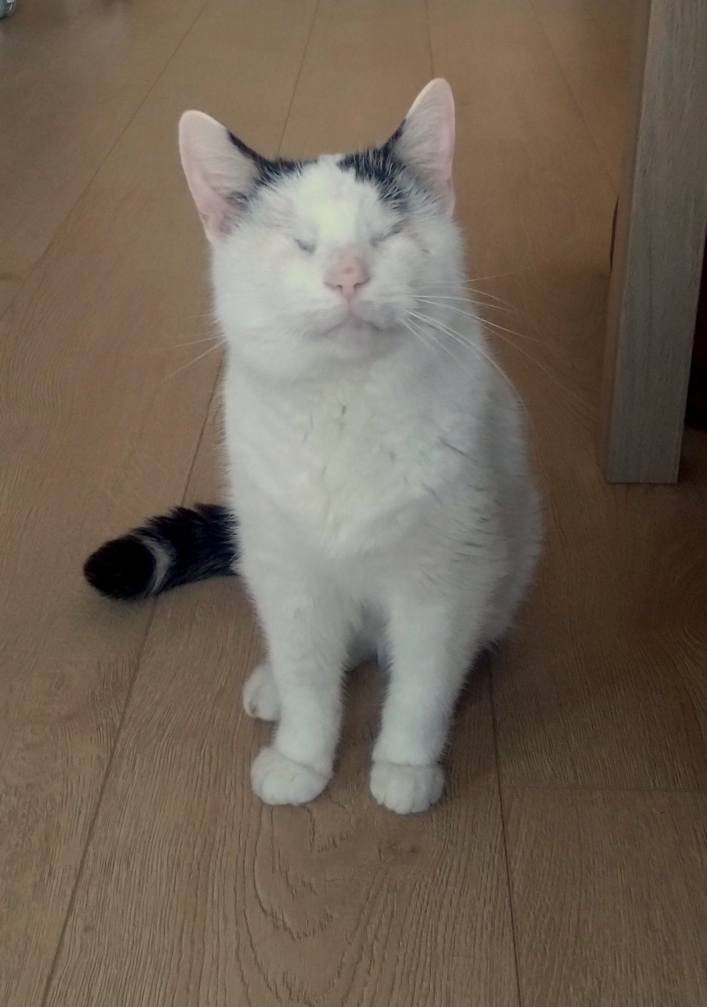 beautiful kitty